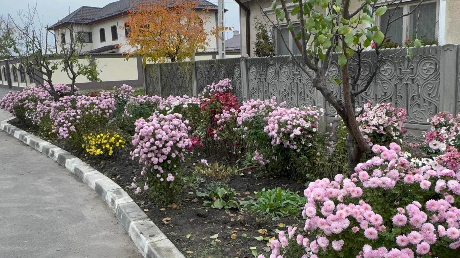 flori-rosiori de vede