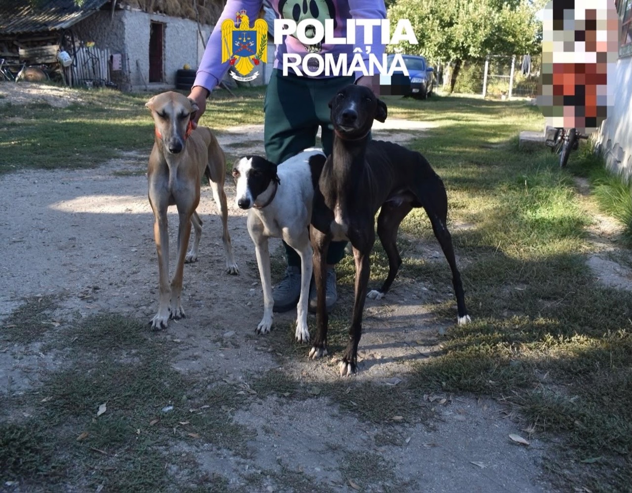 Ogari prezentați în fotografiile Poliției